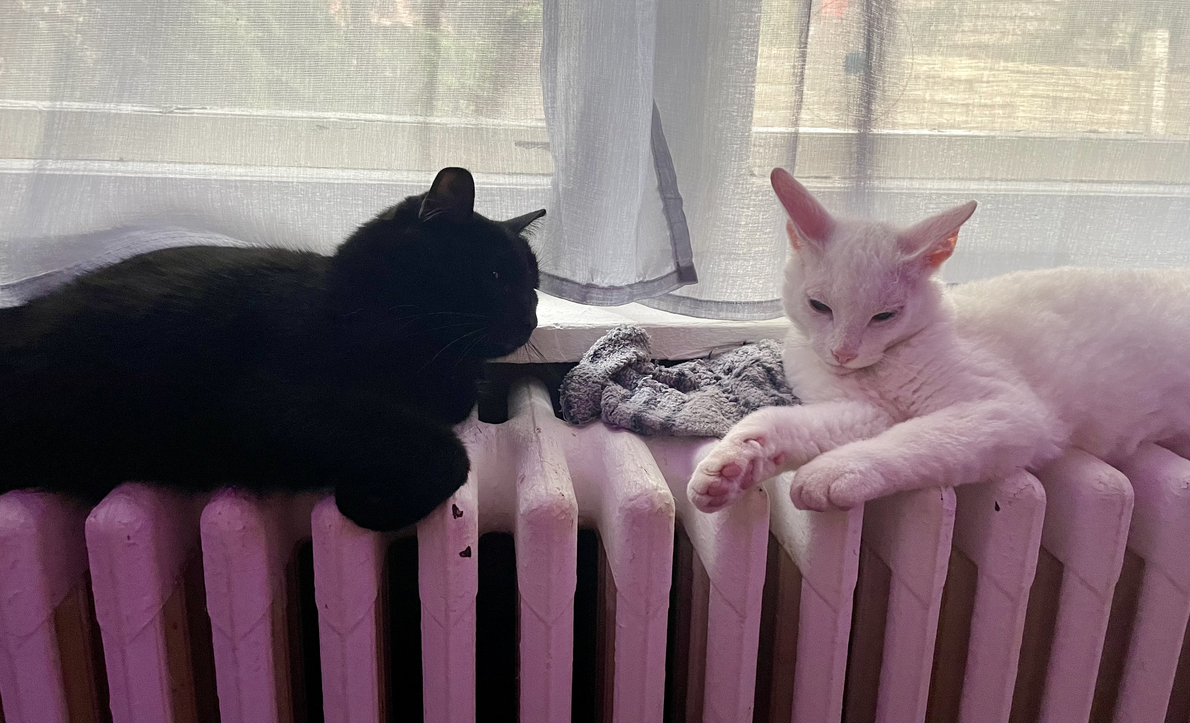 Photo of my two gooby cats